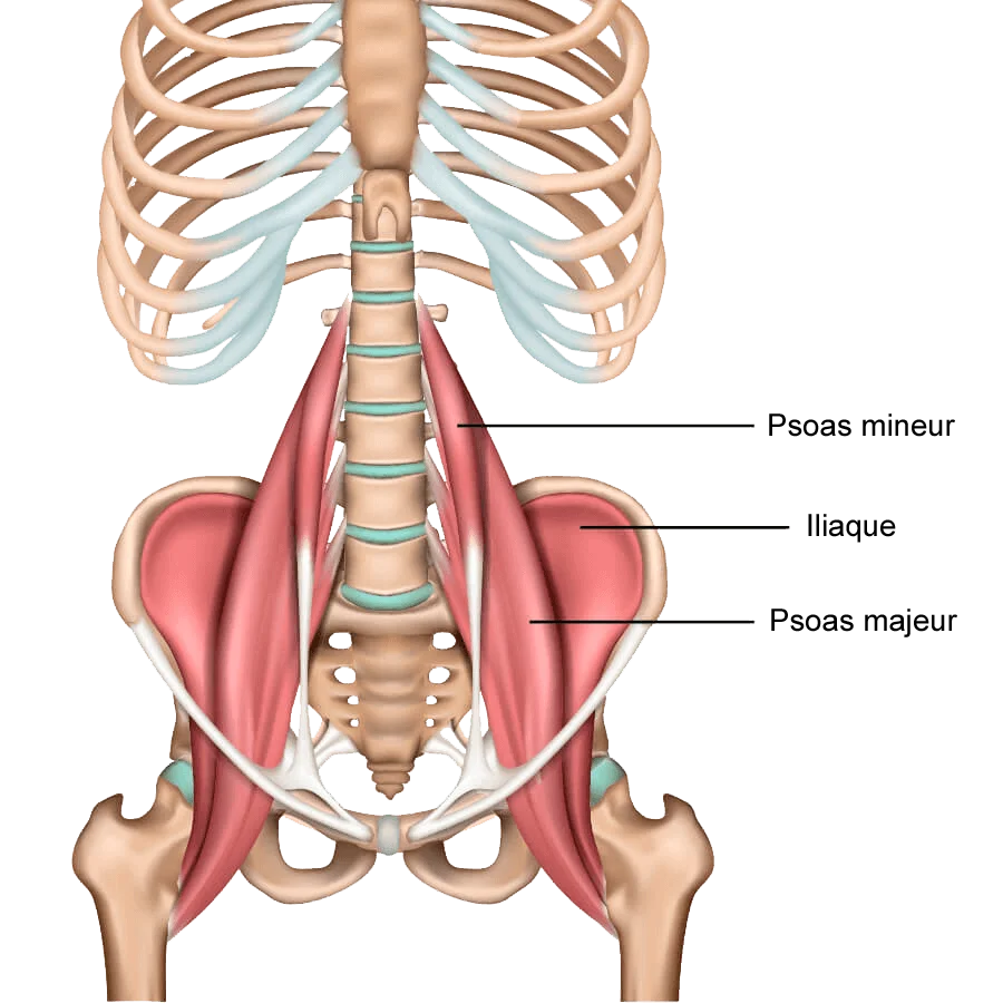 Illustration anatomique montrant les muscles psoas majeur et mineur en vert, reliant les vertèbres lombaires au fémur à travers le bassin.